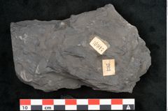 Foto (Detailansicht) von Callipteris sp.  (NHMW-GEO-2024-0188-10917)